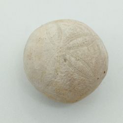 Gentilia tafileltensis