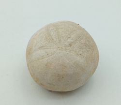 Gentilia tafileltensis