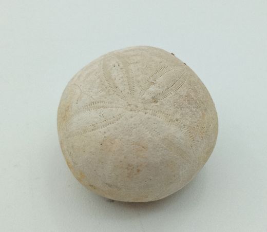 Gentilia tafileltensis