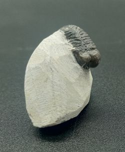 Gerastos