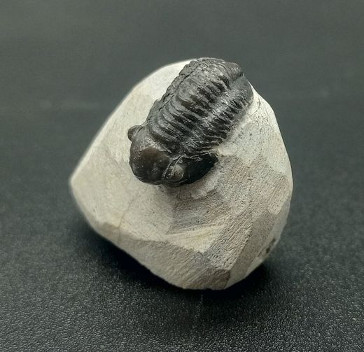 Gerastos