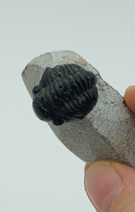Gerastos ejemplar completo en matriz