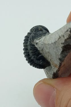 Gerastos ejemplar completo en matriz