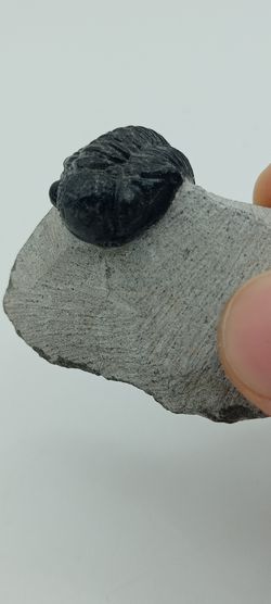 Gerastos ejemplar completo en matriz