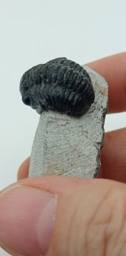 Gerastos ejemplar completo en matriz