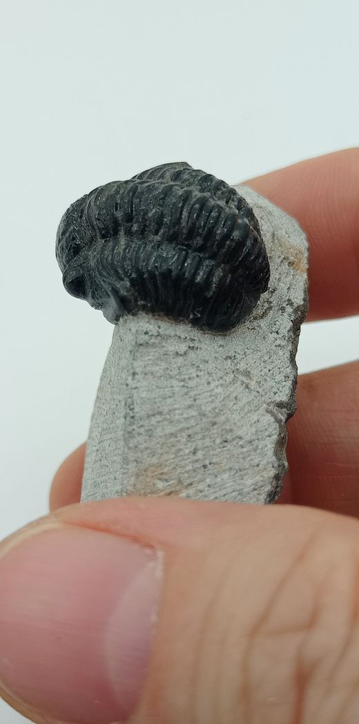 Gerastos ejemplar completo en matriz