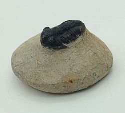 Gerastos  (ejemplar completo)