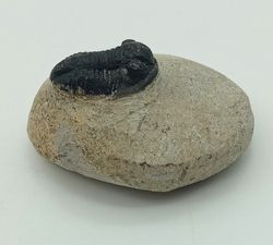 Gerastos  (ejemplar completo)