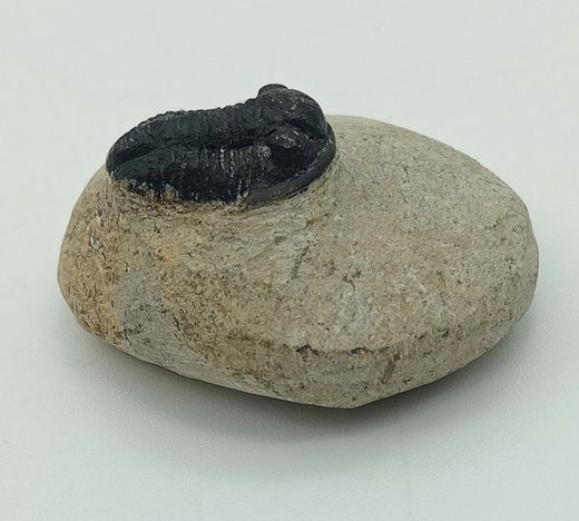 Gerastos  (ejemplar completo)