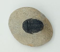 Gerastos  (ejemplar completo)