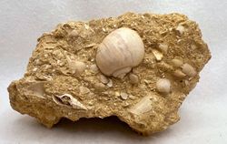 Globularia Patula