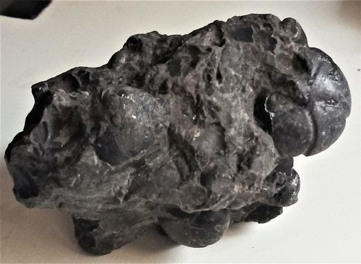 Goniatites en matriz