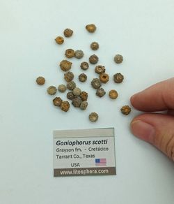 Goniophorus scotti - Equinoideo fósil