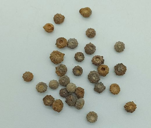 Goniophorus scotti - Equinoideo fósil
