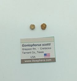Goniophorus scotti - Equinoideo fósil