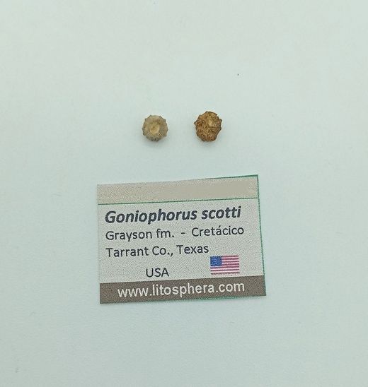 Goniophorus scotti - Equinoideo fósil