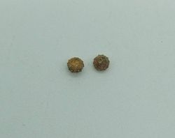 Goniophorus scotti - Equinoideo fósil