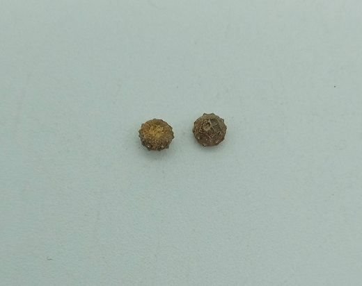 Goniophorus scotti - Equinoideo fósil