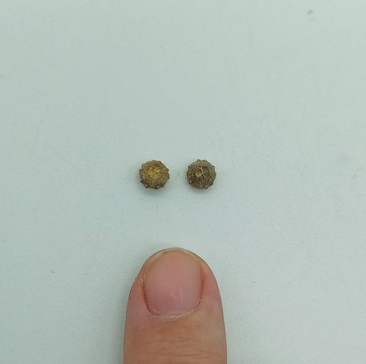 Goniophorus scotti - Equinoideo fósil
