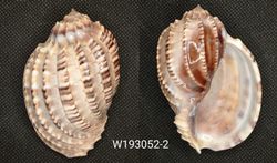 Harpa Articularis