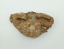 Harpactocarcinus punctulatus - Cangrejo fósil