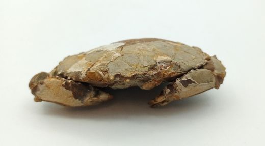 Harpactocarcinus punctulatus - Cangrejo fósil