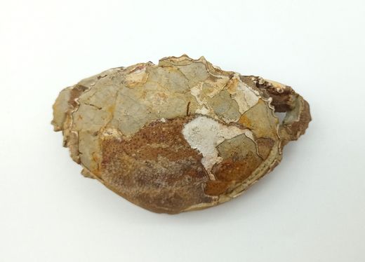 Harpactocarcinus punctulatus - Cangrejo fósil