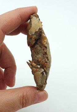 Harpactocarcinus punctulatus - Cangrejo fósil