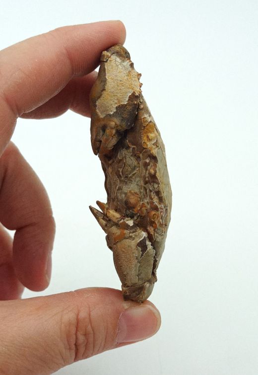 Harpactocarcinus punctulatus - Cangrejo fósil