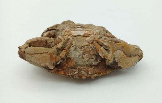 Harpactocarcinus punctulatus - Cangrejo fósil