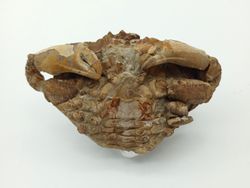Harpactocarcinus punctulatus - Cangrejo fósil