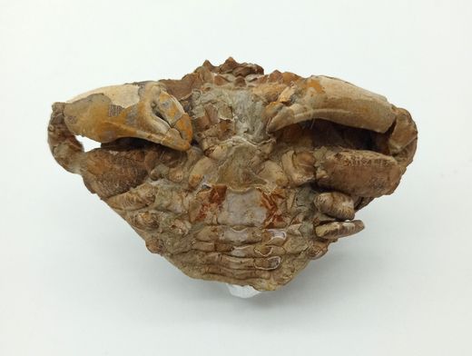 Harpactocarcinus punctulatus - Cangrejo fósil