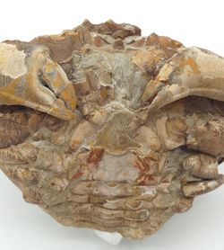 Harpactocarcinus punctulatus - Cangrejo fósil