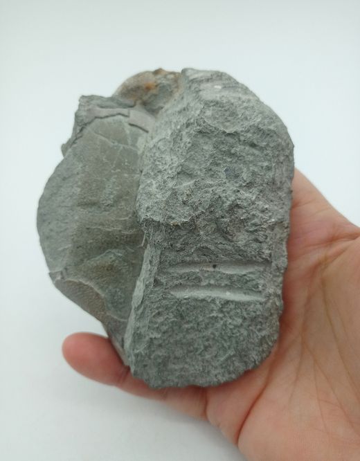 Harpactocarcinus punctulatus