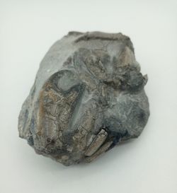 Harpactocarcinus punctulatus