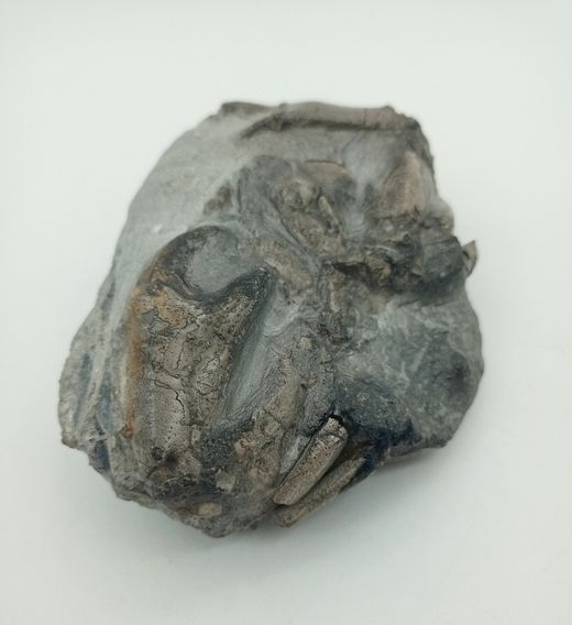 Harpactocarcinus punctulatus