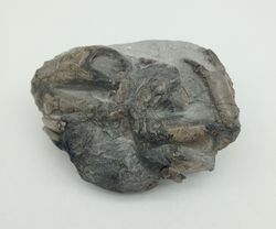 Harpactocarcinus punctulatus