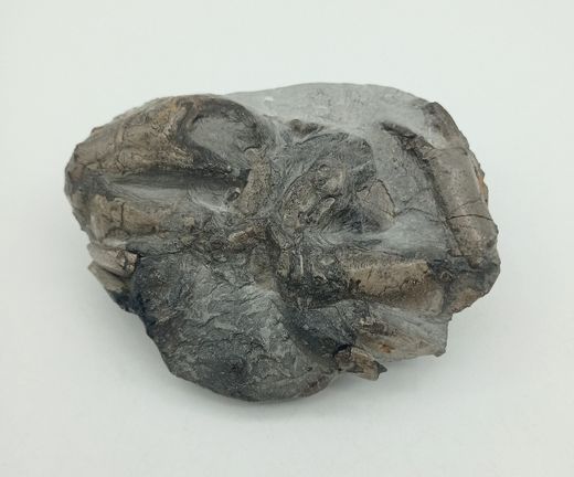 Harpactocarcinus punctulatus