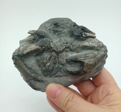 Harpactocarcinus punctulatus