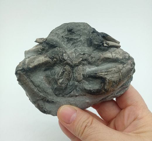 Harpactocarcinus punctulatus