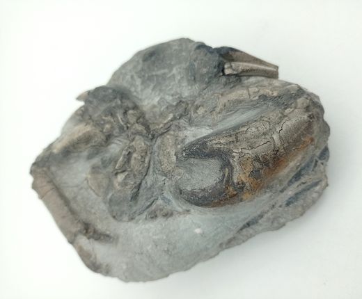 Harpactocarcinus punctulatus