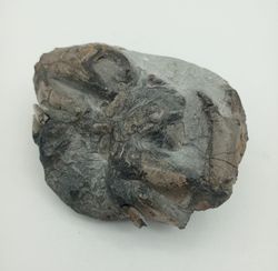 Harpactocarcinus punctulatus