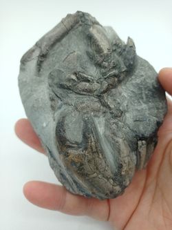 Harpactocarcinus punctulatus