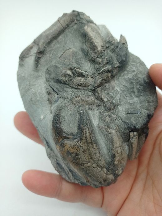 Harpactocarcinus punctulatus