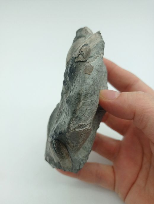 Harpactocarcinus punctulatus