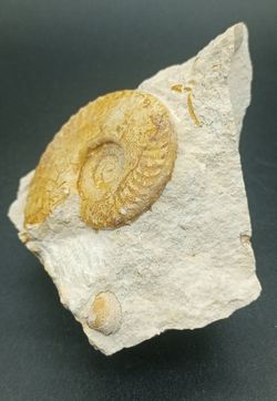 Hecticoceras
