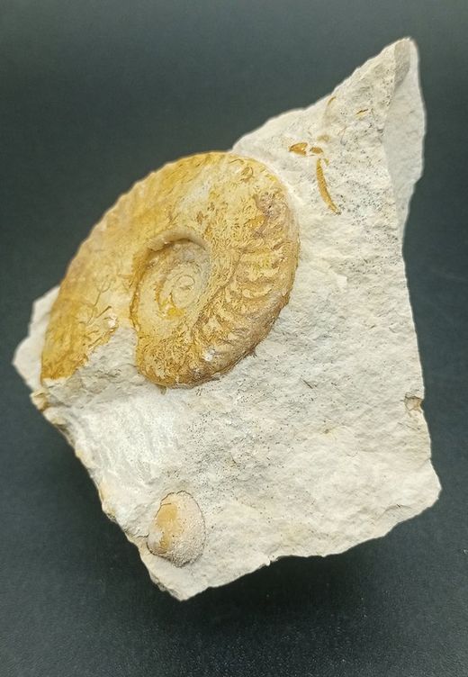 Hecticoceras