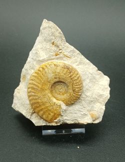 Hecticoceras