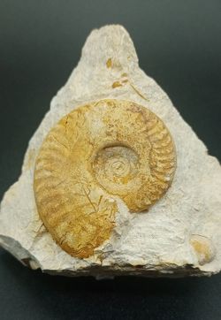 Hecticoceras