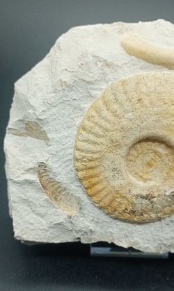 Hecticoceras (placa con tres individuos)